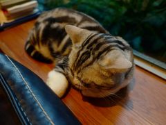 -咖法森林·咖啡  酒吧(天河店)