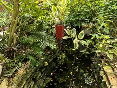 -呀路古热带植物园