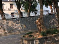 -上海佘山国家森林公园西佘山园