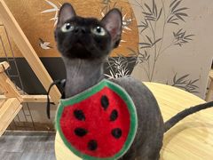 -楼上猫咖(罗湖店)