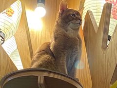 -MOCHA明星猫咖(田子坊店)