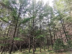 -草原天路(张北县)