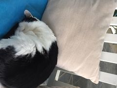 iphone_upload_pic-Anne猫窝咖啡屋