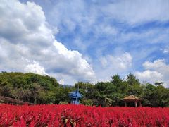 -广州市流溪河国家森林公园