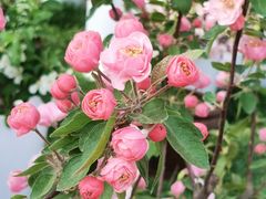 -海棠花溪(元大都城垣遗址公园)