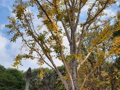 -昆山城市生态森林公园