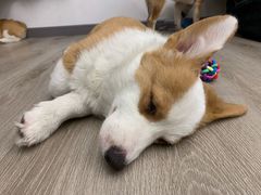 -浣熊柯尔鸭土拨鼠·电玩咖