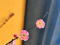 -慧因高丽寺