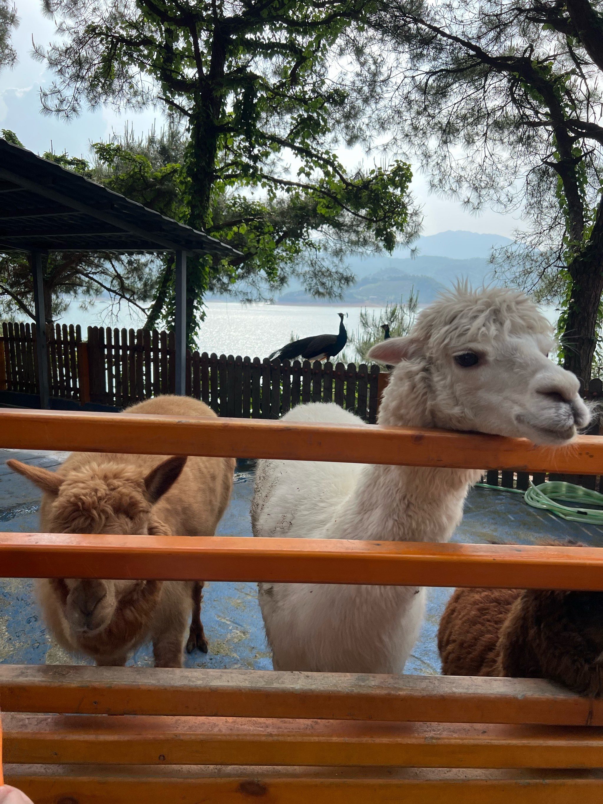 呼吸下的清新空气