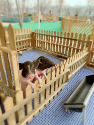 -萌宠亲子动物乐园(槐房万达店)