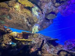 -上海海洋水族馆