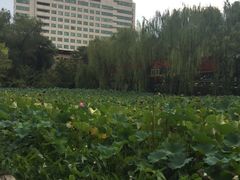 莲花池-莲湖公园