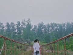 -合肥滨湖国家森林公园