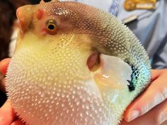 -肆月河豚·淮扬菜·湘菜(华天店)