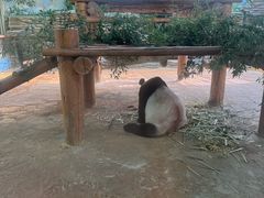 -西霞口神雕山野生动物世界