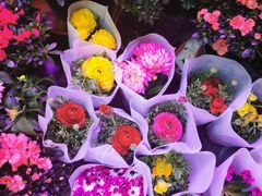 -大自然花鸟鱼虫市场
