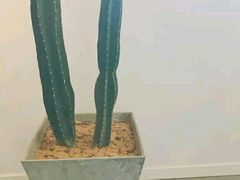 -朵朵开素食餐厅(后宰门街店)