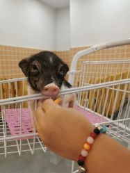 -Moni星球萌宠·小马宝莉·灵蛇·高端高阶全萌宠互动体验俱乐部(红豆国际广场店)