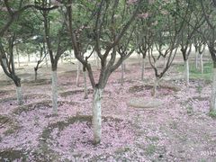 -大兴滨河森林公园