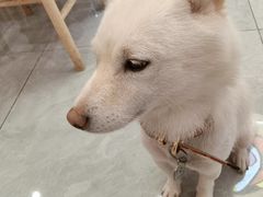 -柴犬小屋·柴餐厅·狗咖食堂(金鼎广场店)