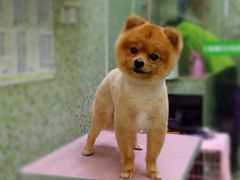 -瑞鹏宠物医院·骨科·猫科·内科(第一中心)