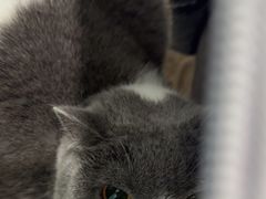 -纳吉亚猫专科动物诊疗中心(蒋宅口分院)