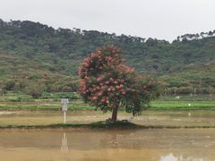 -艾米稻香小镇