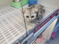 -lincat·猫舍(广州店)