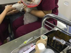 -美联众合爱康动物医院•复杂内科•肿瘤科•牙科•腔镜诊疗中心