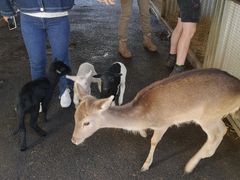 -费瑟代尔野生动物园