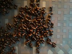 -广州柏悦酒店·悦景轩·粤菜餐厅