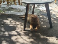 -喵屿·大理花园猫咖