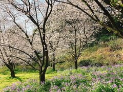 -苏州上方山国家森林公园