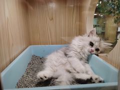 -屋虎猫馆(宝安大仟里店)