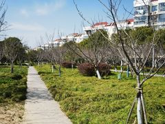 -高东镇樱花园