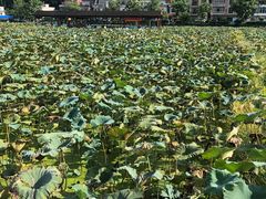 -红山村