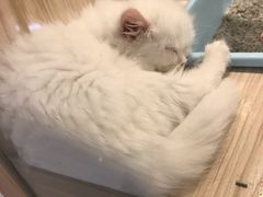 -屋虎猫馆(宝安大仟里店)