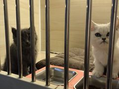 -喵zoo家庭繁育猫舍(尖东智能花园店)
