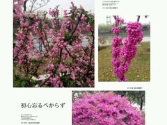 android_upload_pic-高东镇樱花园