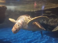 -梦幻海洋王国(吾悦广场张家港店)