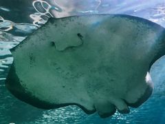 -悉尼海洋生物水族馆