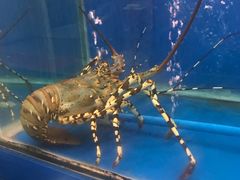 -金瑞轩大酒楼·顺德鱼生·粤菜海鲜(东江国际店)
