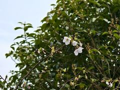 -高东镇樱花园