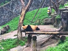 -都江堰中华大熊猫苑