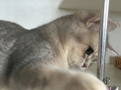 -东方名猫馆·英短金渐层布偶猫舍(环线广场1号楼店)