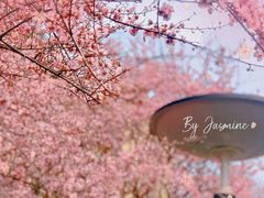 -重庆彩云湖湿地公园