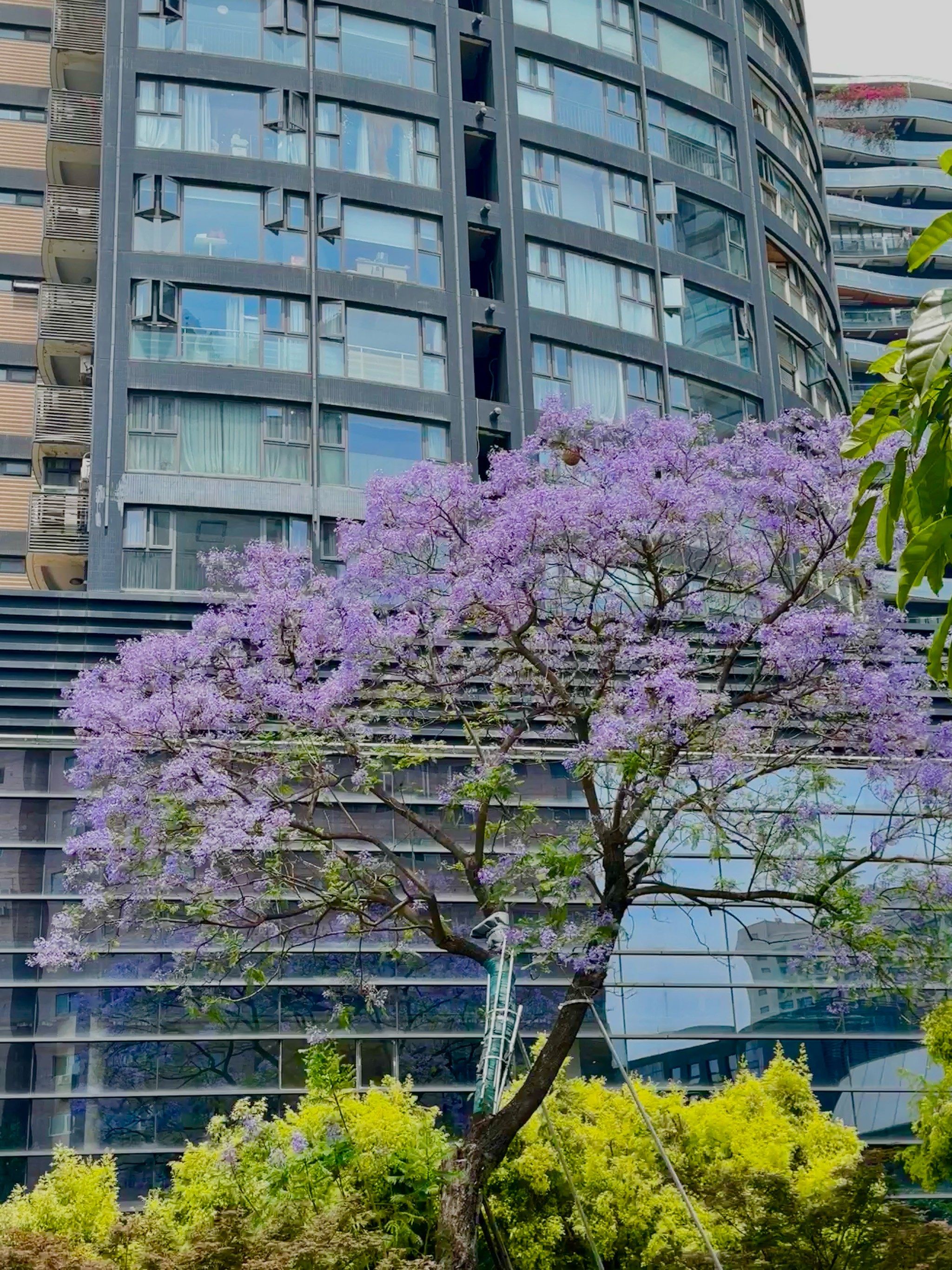 蓝花楹 公园二十分钟,打工仔充电时刻,打包午饭带到公园去吃