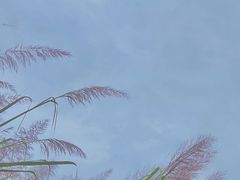 -白鹭湾湿地公园