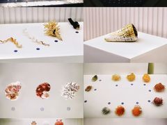 -青岛贝壳博物馆