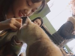 -猫猫幼稚园·撸猫·桌游·电玩